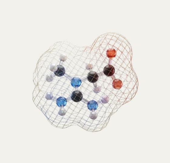Creatine transporter